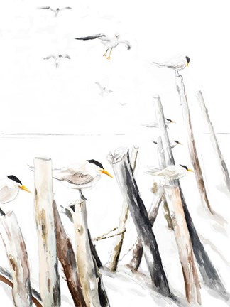 Framed Gull Point Print