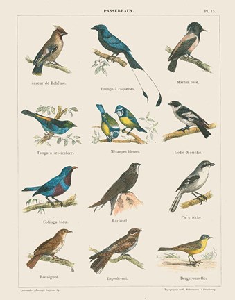 Framed Bird Chart II Print