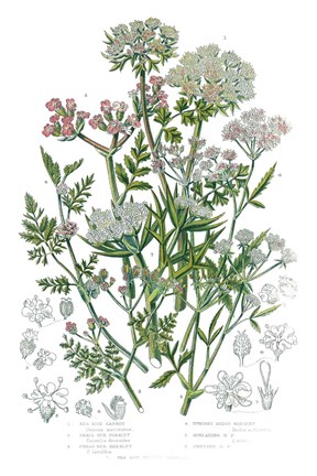 Framed Flowering Plants IV Print