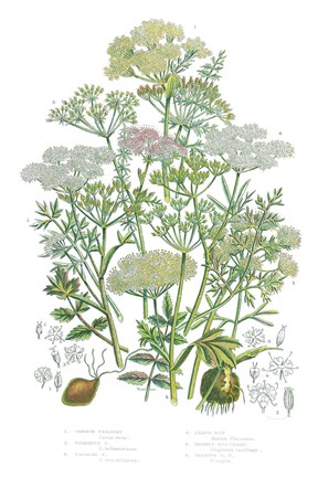 Framed Flowering Plants II Print