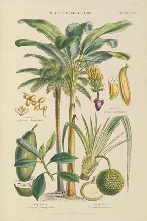 Framed Fruit Trees Print