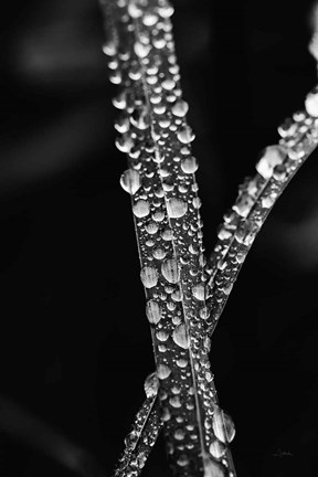 Framed Water Droplets Print