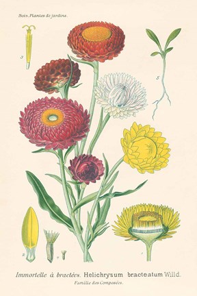 Framed Antique Botanical XL Light Print