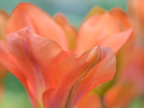 Framed Orange Wings Tuilps Print