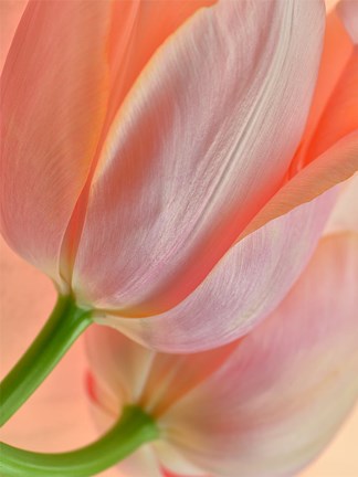 Framed Two Orange Tulips Print