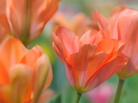 Framed Tulip Flower Orange Wings Print