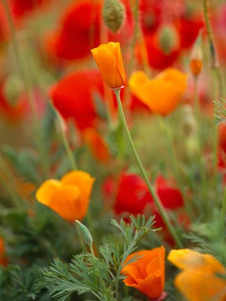 Framed California Golden Poppies and Corn Poppies, Washington State Print