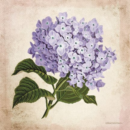 Framed Vintage Lilac Print
