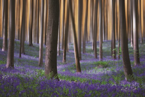 Framed Hallermotion Print