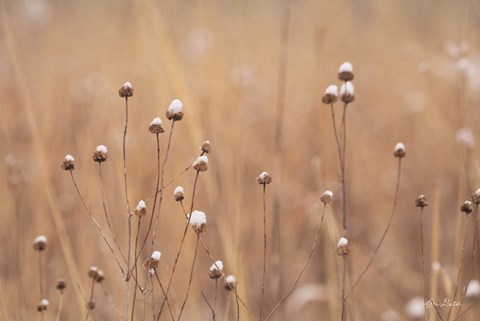 Framed Snow Capped Wildflowers Print
