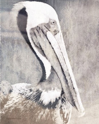 Framed Pelican Print
