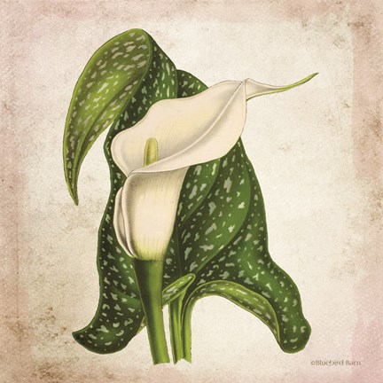 Framed Vintage Calla Lily Print