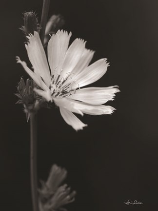 Framed Flower Petal Wishes Print