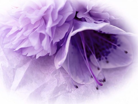 Framed Dreamy Florals in Violet III Print