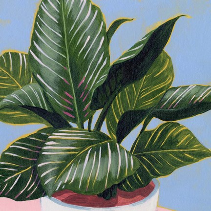 Framed Calethea III Print