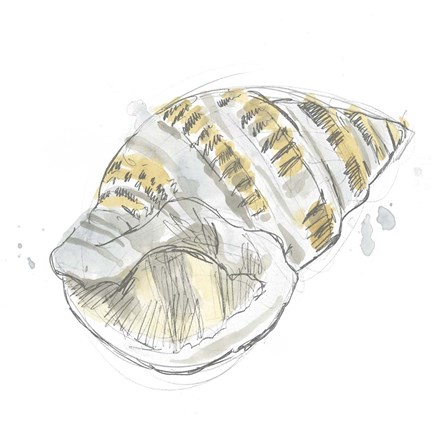 Framed Citron Shell Sketch I Print