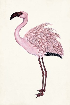 Framed Striking Flamingo II Print