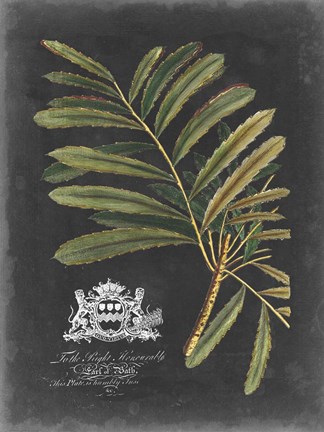 Framed Royal Foliage II Print