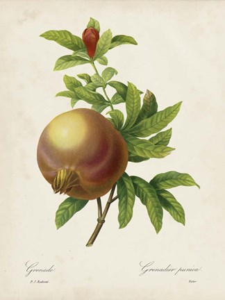 Framed Redoute&#39;s Fruit III Print