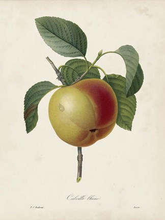 Framed Redoute&#39;s Fruit IV Print