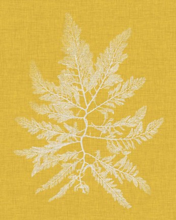 Framed Seaweed Pop II Print