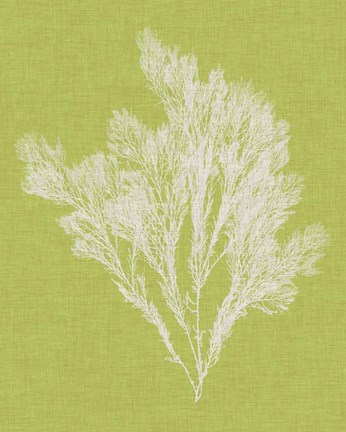 Framed Seaweed Pop V Print
