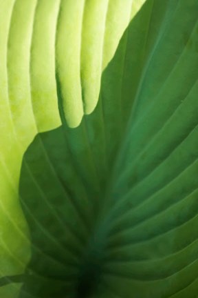 Framed Hosta Leaf Detail 2 Print