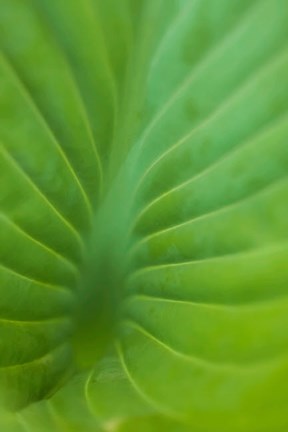 Framed Hosta Leaf Detail 3 Print