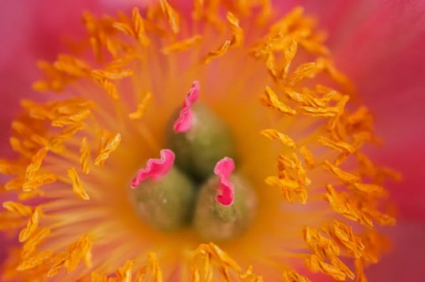 Framed Pink Peony Bloom 3 Print