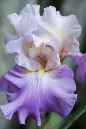 Framed Pale Lavender Bearded Iris Bloom Print