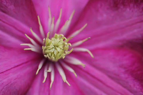 Framed Pale Pink Clematis Blossom 3 Print