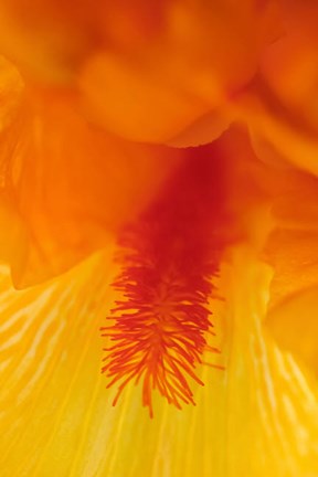 Framed Bearded Iris Flower Close-Up 3 Print