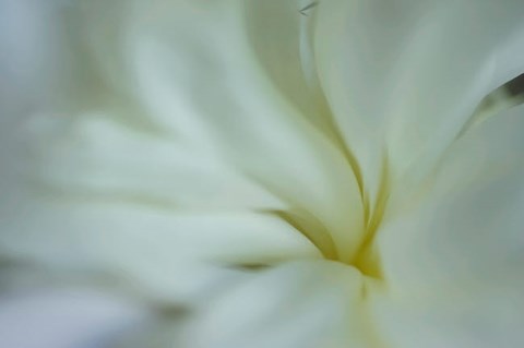 Framed White Peony 5 Print