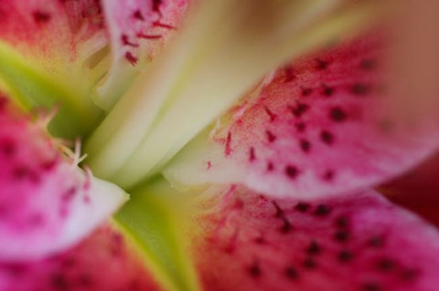 Framed Stargazer Lily 3 Print