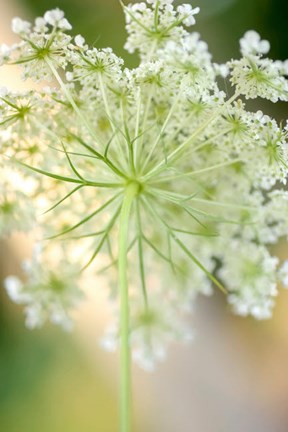 Framed Queen Anne&#39;s Lace Flower 5 Print