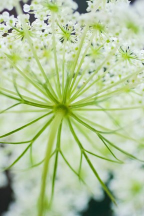 Framed Queen Anne&#39;s Lace Flower 1 Print