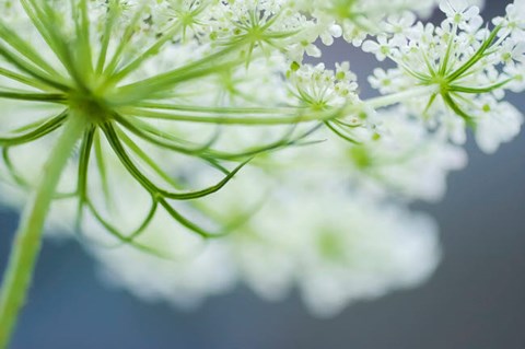 Framed Queen Anne&#39;s Lace Flower 3 Print