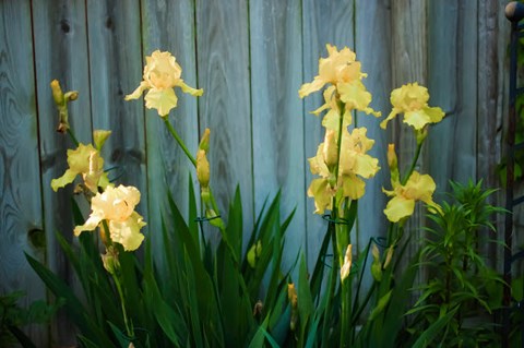 Framed Yellow Bearded Iris And Rustic Wood Fence Print