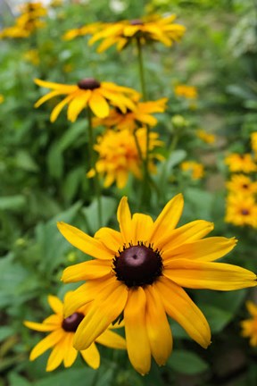 Framed Black-Eyed Susan Flowers Print