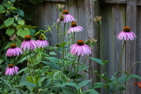 Framed Purple Coneflowers 2 Print