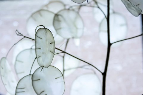 Framed White Money Plant Pods Print