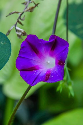 Framed Purple Morning Glory 1 Print