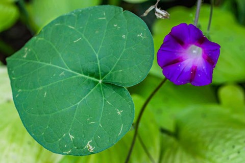 Framed Purple Morning Glory 2 Print