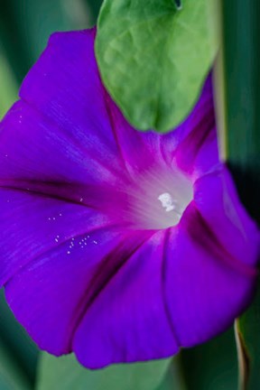 Framed Purple Morning Glory Print