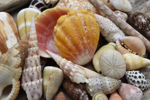 Framed Tropical Shell Still-Life 3 Print