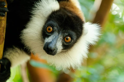 Framed Madagascar, Lake Ampitabe, Headshot Of The Showy Black-And-White Ruffed Lemur Print