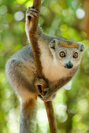 Framed Madagascar, Lake Ampitabe, Female Crowned Lemur Has A Gray Head And Body With A Rufous Crown Print