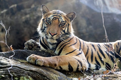 Framed India, Madhya Pradesh, Bandhavgarh National Park A Young Bengal Tiger Resting On A Cool Rock Print