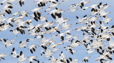 Framed British Columbia Reifel Bird Sanctuary, Snow Geese Flock In Flight Print