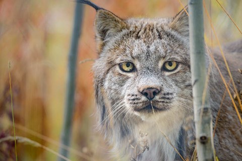 Framed Yukon, Whitehorse, Captive Canada Lynx Portrait Print